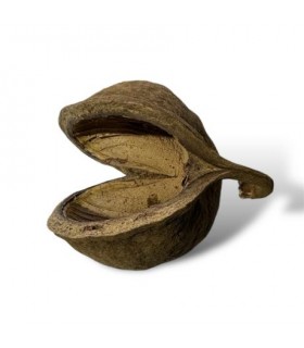 Large buddha nut