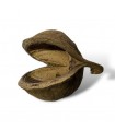 Large buddha nut