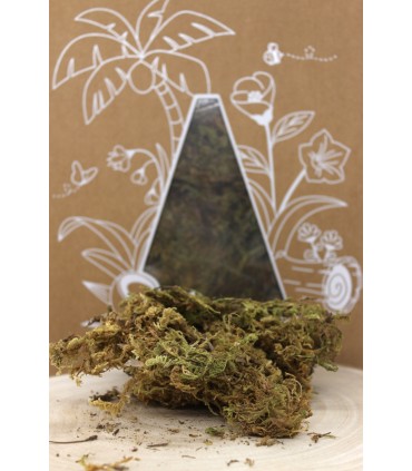 Bucatstate forest moss 150g