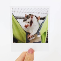 Humbug Polaroid 1