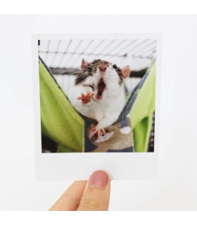 Humbug Polaroid 1
