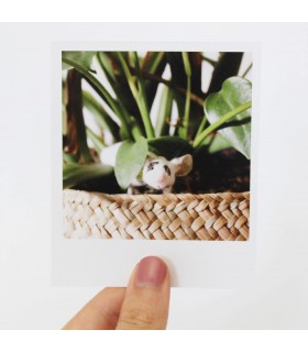 Olive Polaroid