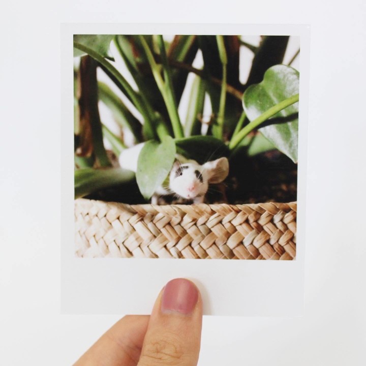 Olive Polaroid
