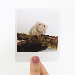 Crumble Polaroid 2