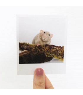 Crumble Polaroid 2