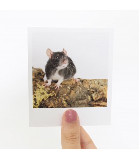 Twix Polaroid