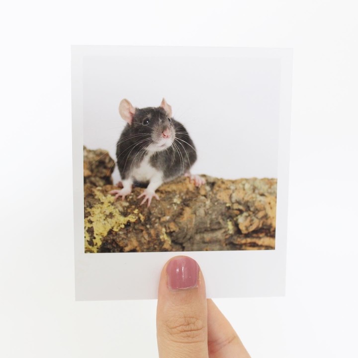 Twix Polaroid