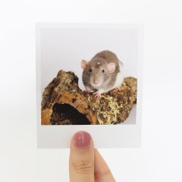 Wispa Polaroid
