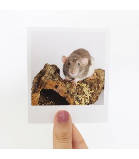 Wispa Polaroid