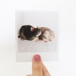 Twix & Wispa Polaroid