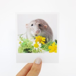 Scamp Polaroid