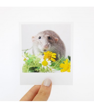 Scamp Polaroid