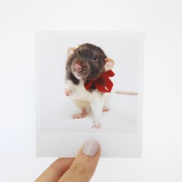 Rolo Polaroid