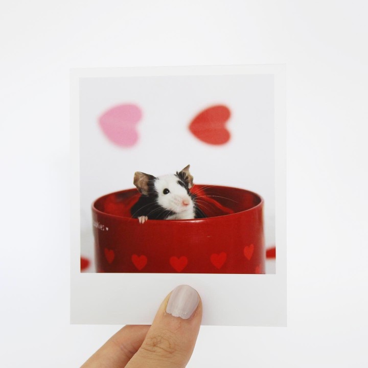 Pebble Polaroid