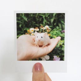 Pearl polaroid 2