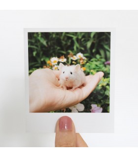 Pearl polaroid 2
