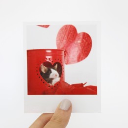 Fig Polaroid 2