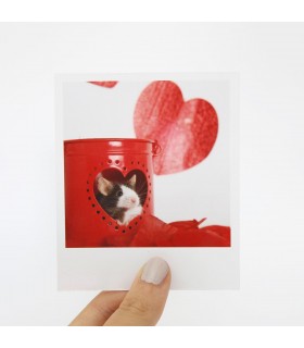 Fig Polaroid 2