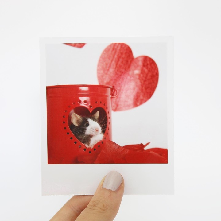Fig Polaroid 2