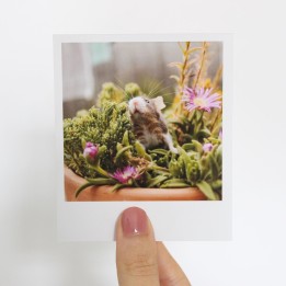 Bramble polaroid