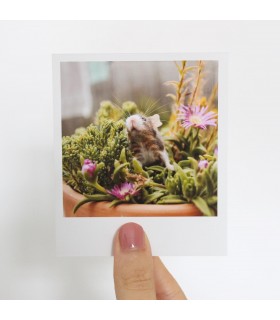 Bramble polaroid