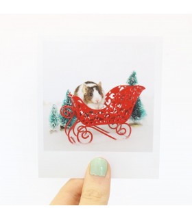 Sprig Christmas polaroid