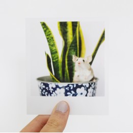 Opal Polaroid
