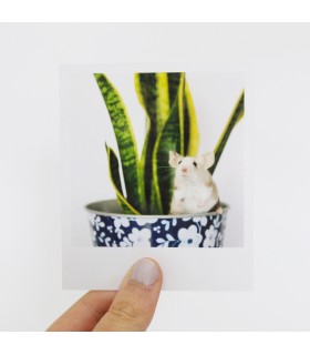 Opal Polaroid