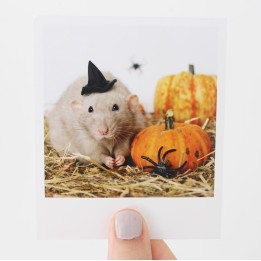 Crumble halloween polaroid