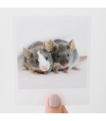 Meadow & Dove polaroid