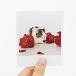 Sprig Polaroid