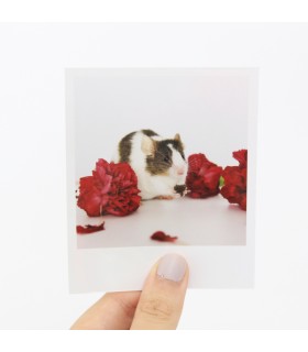Sprig Polaroid