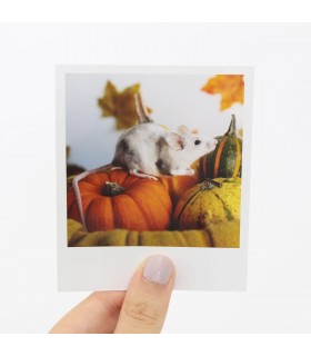 Opal Halloween Polaroid 1