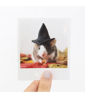 Fig Halloween Polaroid