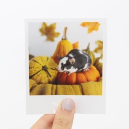 Pebble Halloween Polaroid