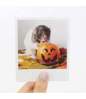 Rolo Halloween Polaroid