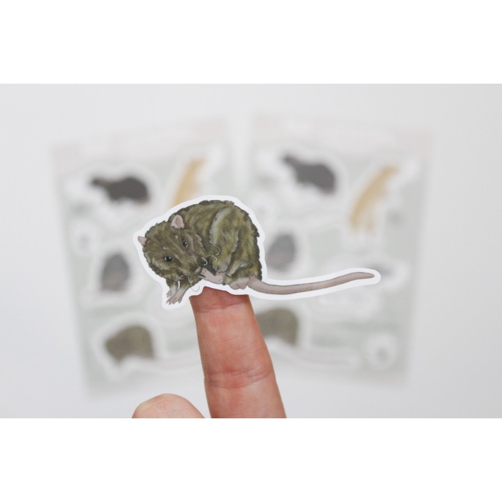 'Rat varieties' sticker sheet