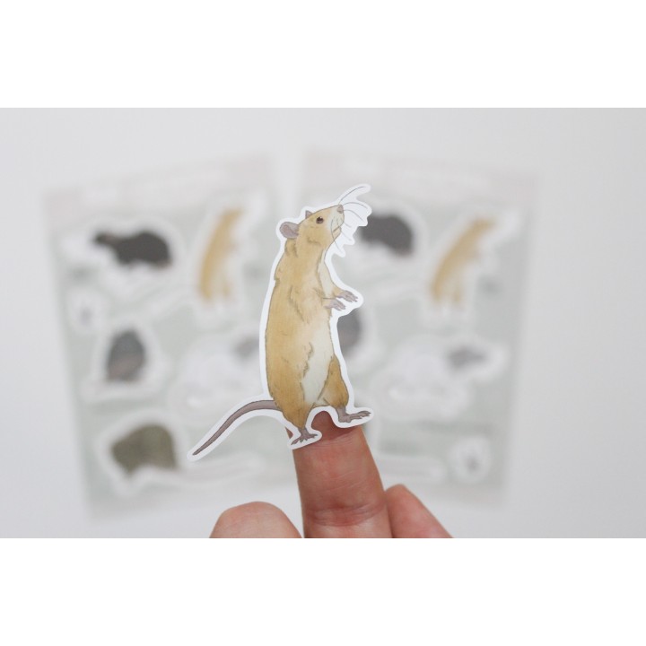 'Rat varieties' sticker sheet