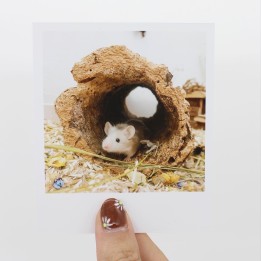 Fleet polaroid
