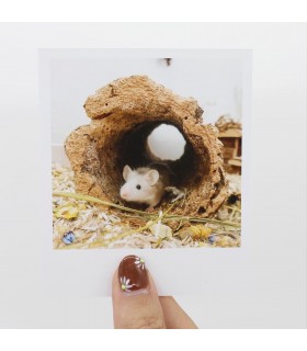 Fleet polaroid