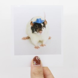 Humbug polaroid 2