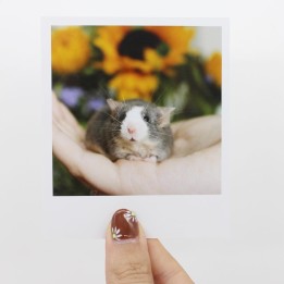 Meadow Polaroid