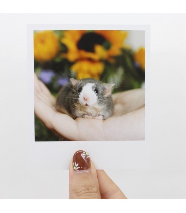 Meadow Polaroid