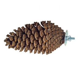 Pine cone perch