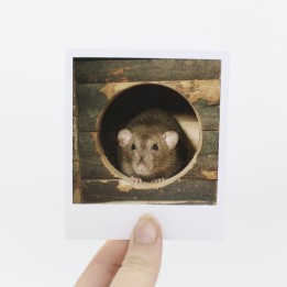 Toast polaroid