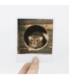 Toast polaroid