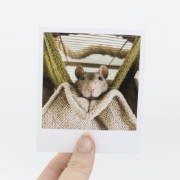 Tiffin polaroid