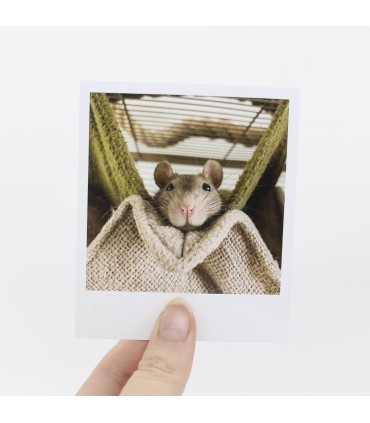 Tiffin polaroid
