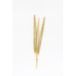 Pearl Millet (Babla) x3