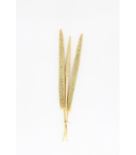 Pearl Millet (Babla) x3